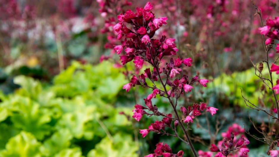 Pestré listy a květy dlužich (Heuchera)