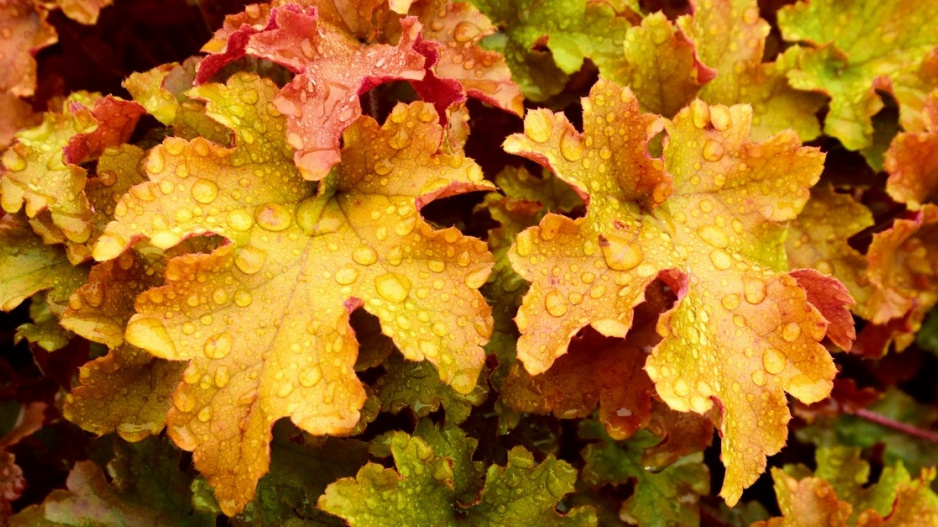 Dlužicha (Heuchera) 'Marmelade'