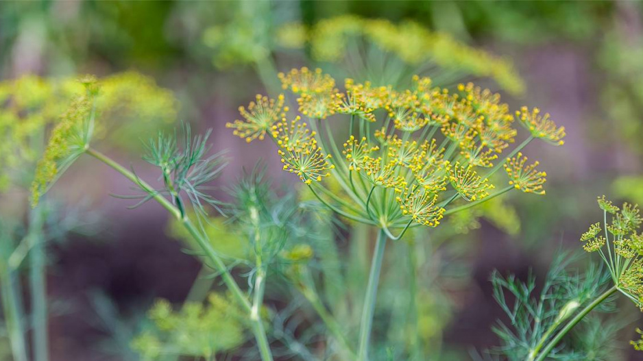 Fenykl obecný (Foeniculum vulgare)