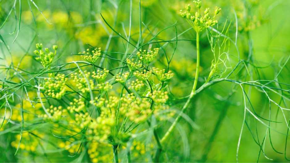 Fenykl obecný (Foeniculum vulgare)