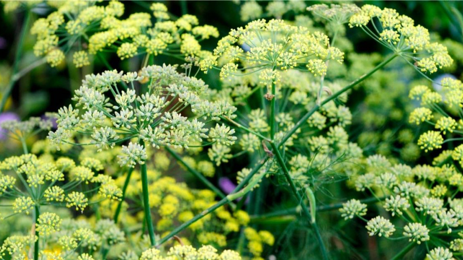 Květy a semena fenyklu obecného (Foeniculum vulgare)