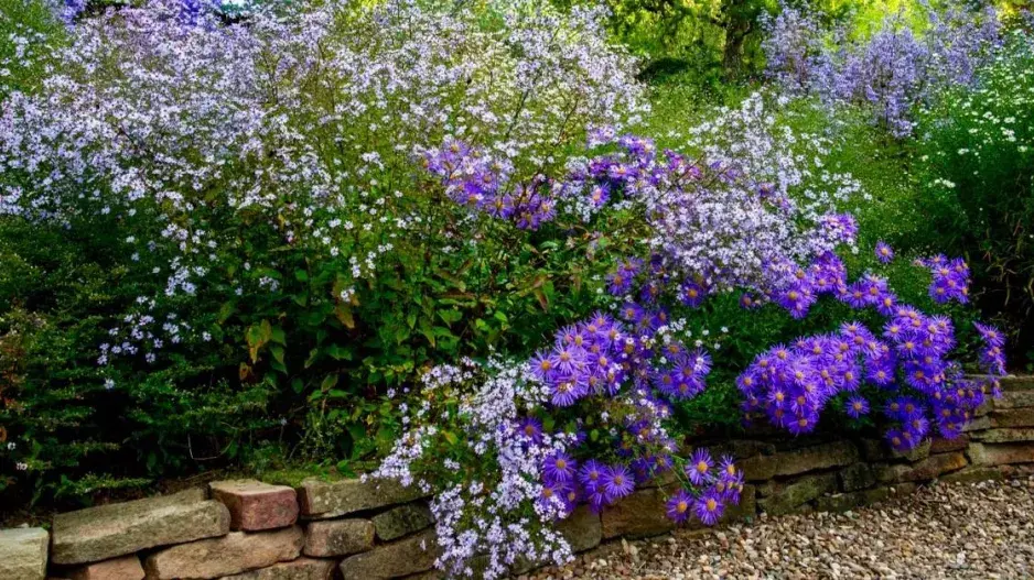 Drobnokvětá hvězdnice srdcolistá (Aster cordifolius) 'Silver Spray' a barevně výraznější hvězdnice chlumní (A. amellus) 'King George'