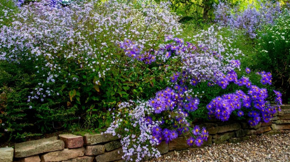 Drobnokvětá hvězdnice srdcolistá (Aster cordifolius) 'Silver Spray' a barevně výraznější hvězdnice chlumní (A. amellus) 'King George' 