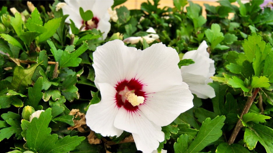 Ibišek syrský (Hibiscus syriacus) 'Red Heart'