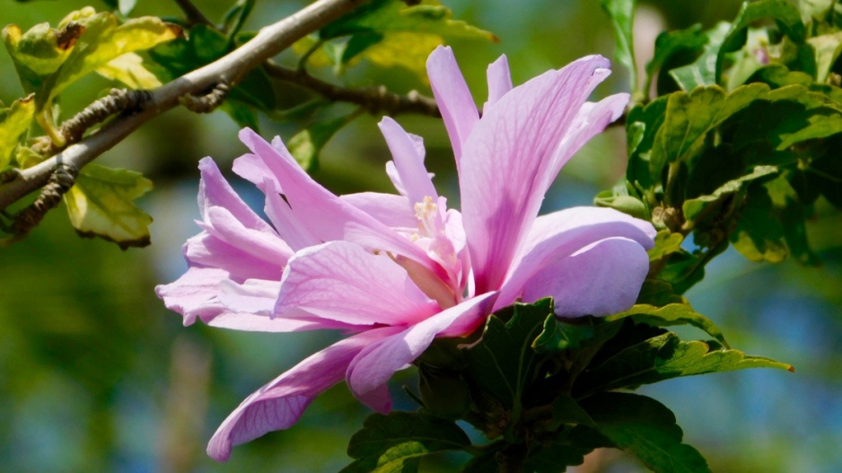 Ibišek syrský (Hibiscus syriacus) 'Ardens'