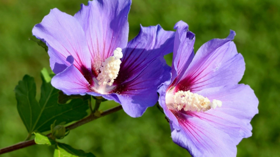 Ibišek syrský (Hibiscus syriacus) 'Oiseau Bleu'