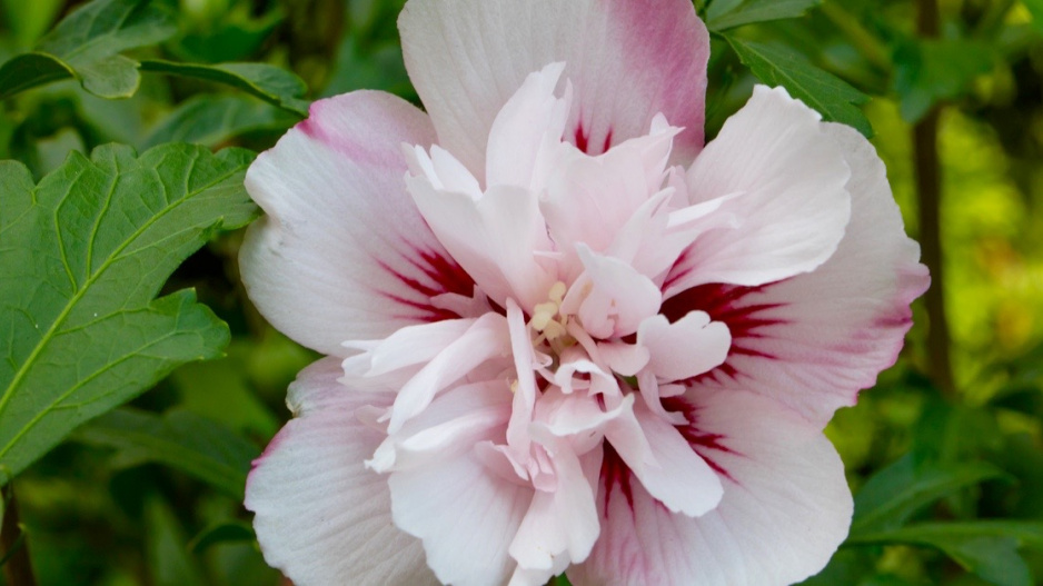 Ibišek syrský (Hibiscus syriacus) 'Lady Stanley'