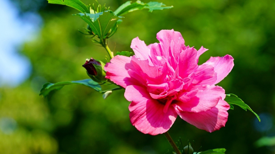 Ibišek syrský (Hibiscus syriacus) 'Purple Ruffles'