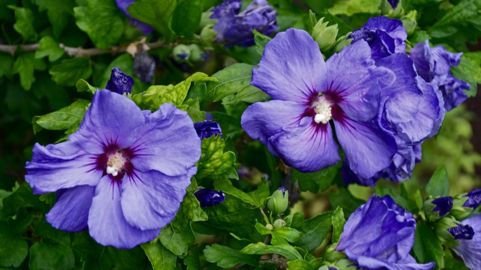 Ibišek syrský (Hibiscus syriacus) 'Marina'