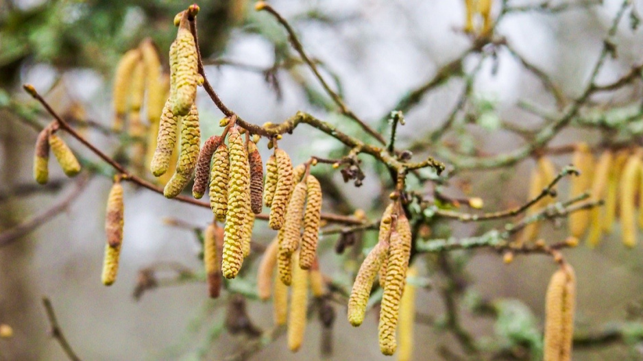 Jehnědy lísky obecné (Corylus avellana)