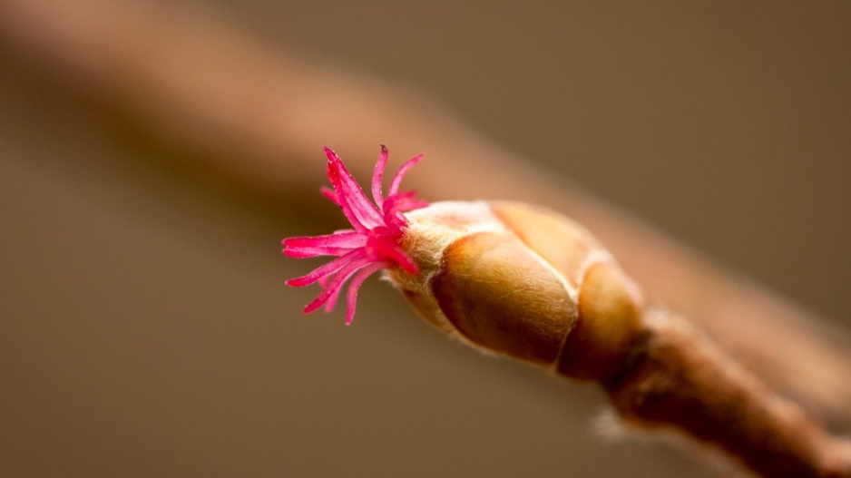 Samičí květy lísky obecné (Corylus avellana)
