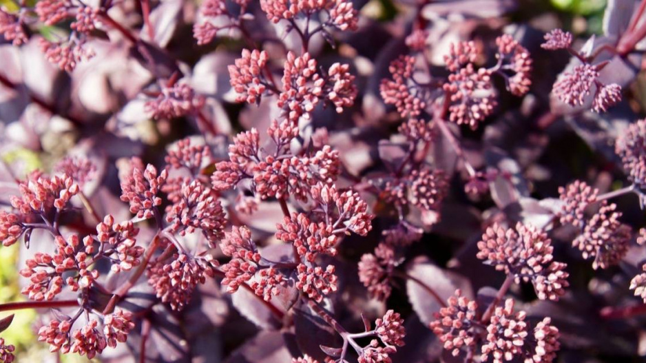 Rozchodníkovec odrůdy ’Karfunkelstein’