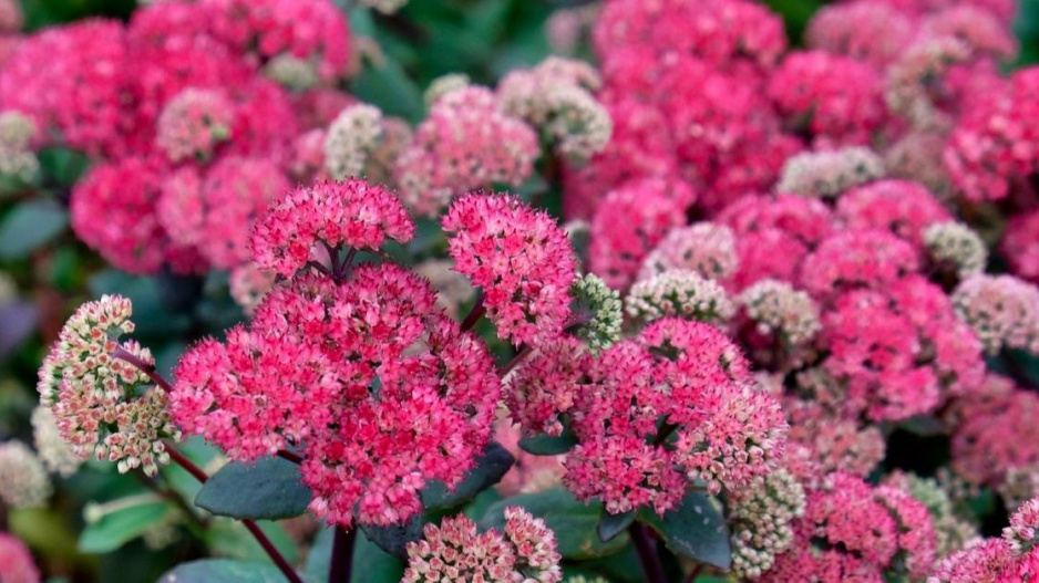 Rozchodníkovec odrůdy ’Red Cauli’ 