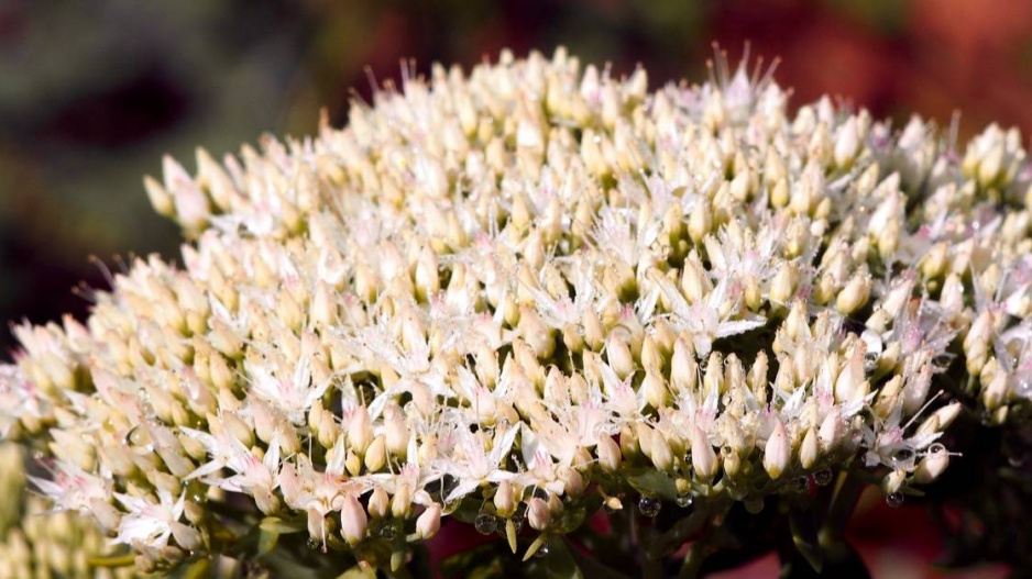 Rozchodníkovec nádherný (Hylotelephium spectabile) ’Stardust’