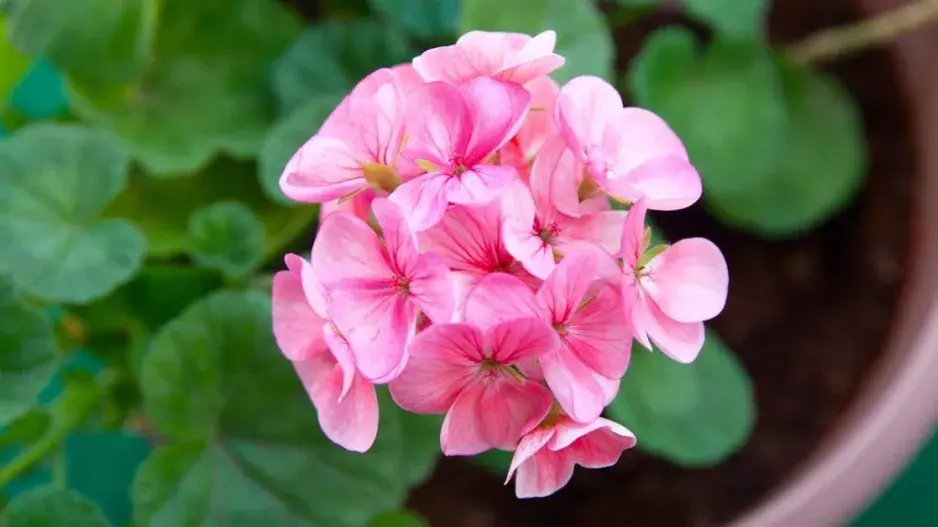 Květy pelargonie