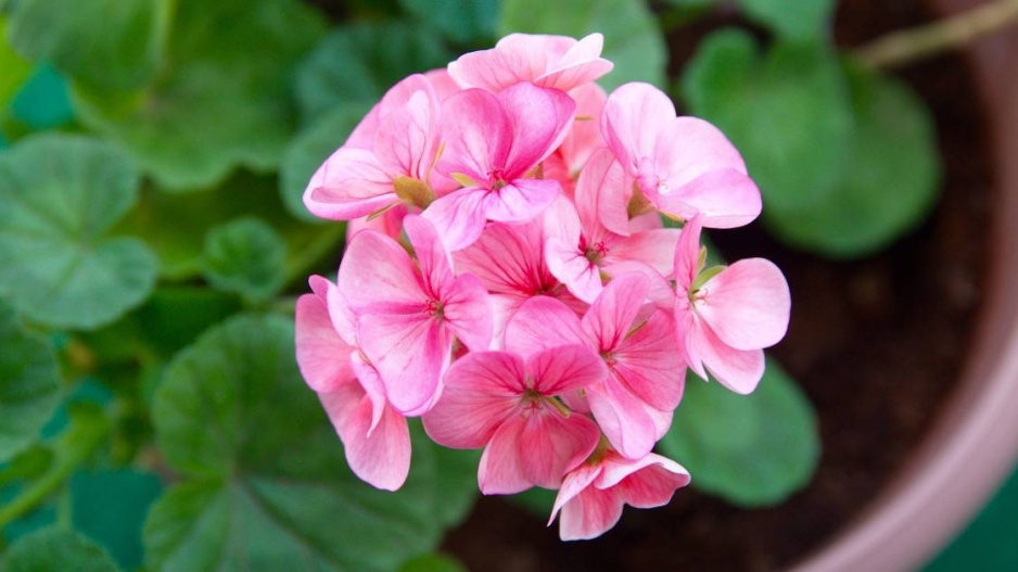 Květy pelargonie