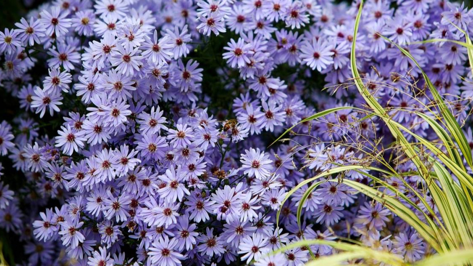 Hvězdnice srdcolistá (Aster cordifolius) ’Little Carlow’