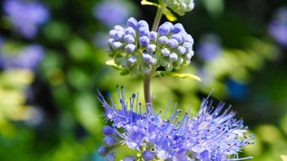 Ořechoplodec klandonský (Caryopteris x clandonensis)