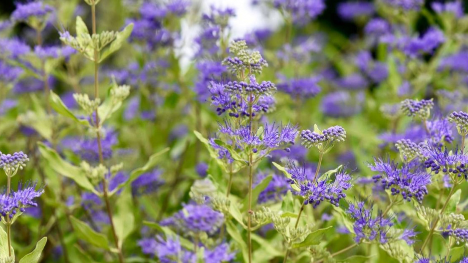 Ořechoplodec klandonský (Caryopteris x clandonensis) 'Logwood Blue'