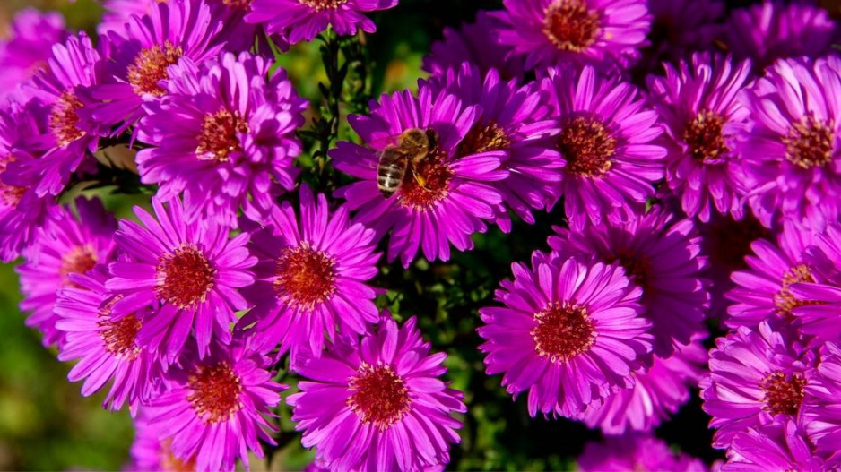 Hvězdnice novoanglická (Aster novae-angliae) ’Purple Dome’ 