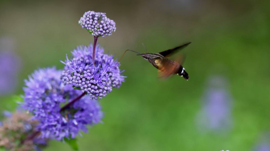 Ořechoplodec šedivý (Caryopteris incana)