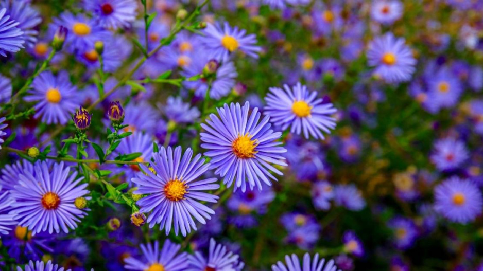 Hvězdnice hustokvětá (Aster dumosus) 'Blue Lagoon'