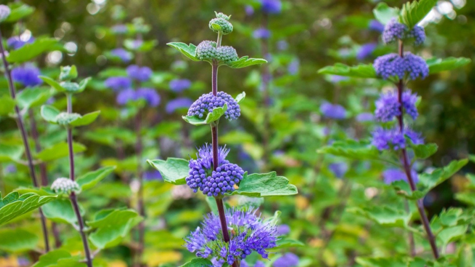 Ořechoplodec šedivý (Caryopteris incana)