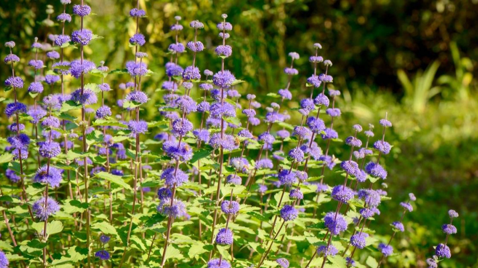 Ořechoplodec šedivý (Caryopteris incana)