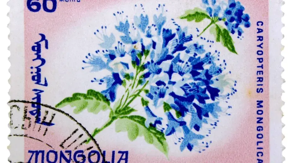 Ořechoplodec mongolský (Caryopteris mongholica)