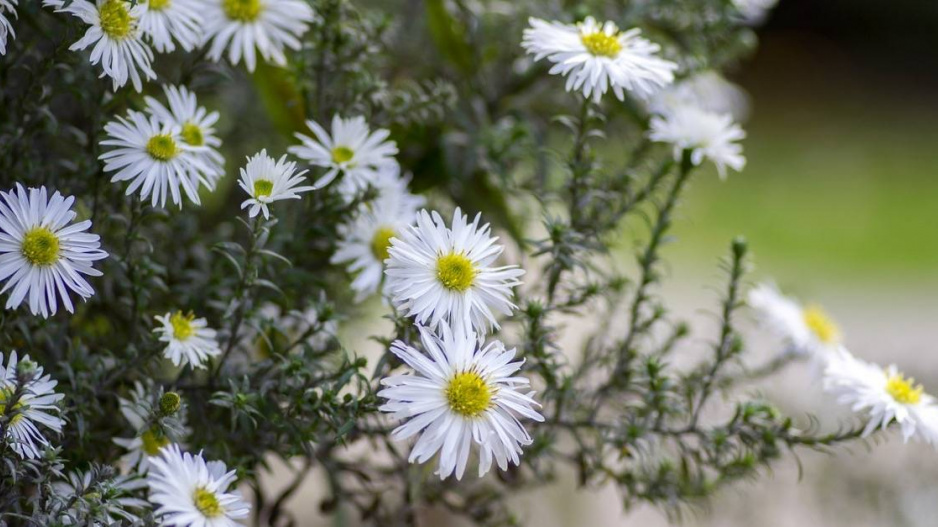 Hvězdnice (Aster ericoides ssp. pansus) ’Snow Flurry’