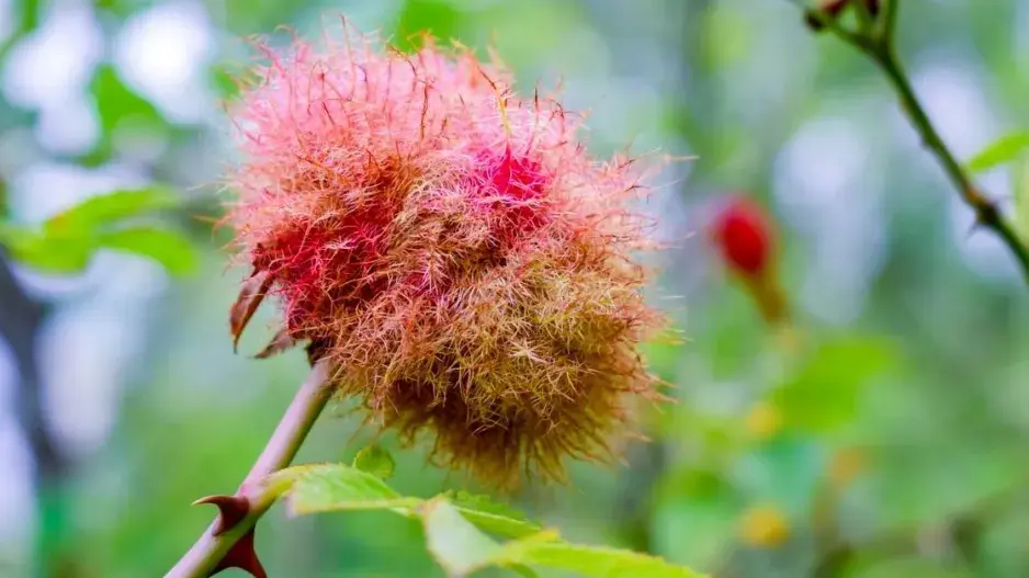 Hálka žlabatky růžové (Diplolepis rosae)