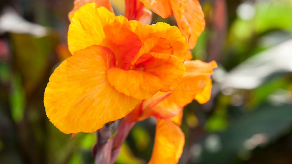 Dosna (Canna) 'Wyoming'