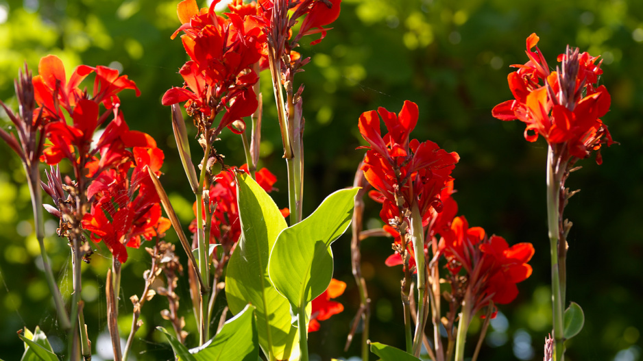 Dosna (Canna) 'Brilliant'