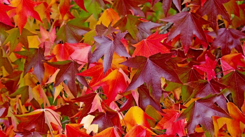 Ambroň západní (Liquidambar styraciflua)