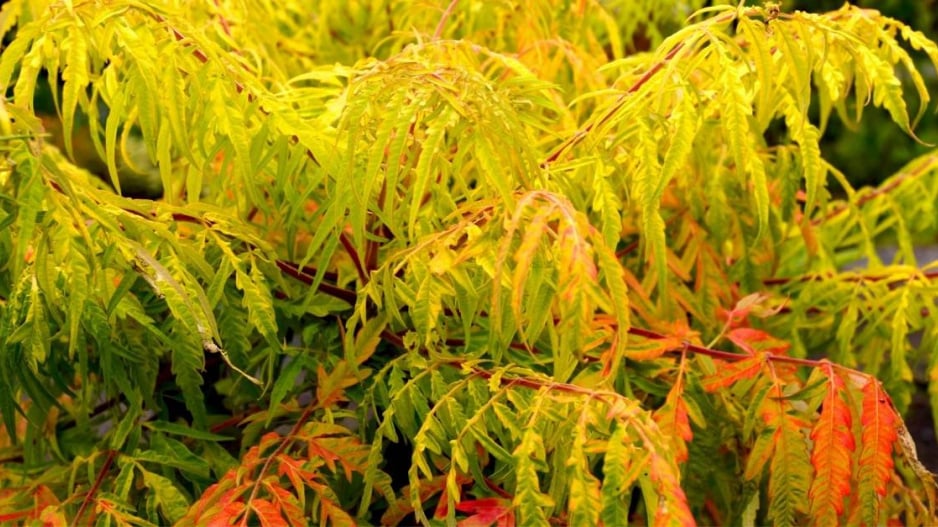 Škumpa orobincová (Rhus typhina) ’Tiger Eyes’