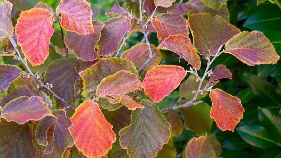 Vilín (Hamamelis) Vilín (Hamamelis)