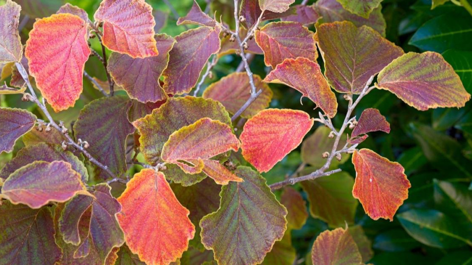 Vilín (Hamamelis)