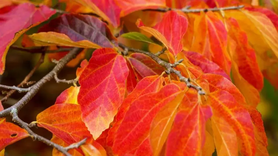 Parocie perská (Parrotia persica) Parocie perská (Parrotia persica)