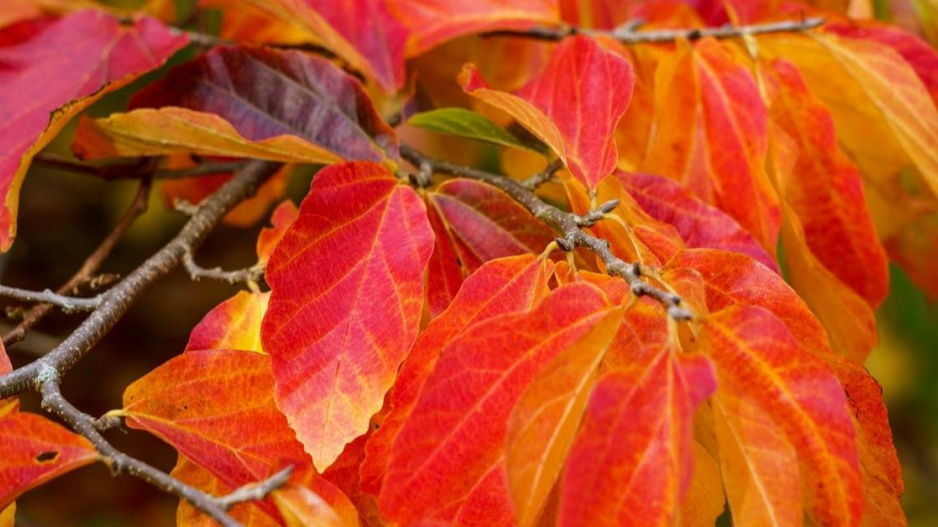 Parocie perská (Parrotia persica)
