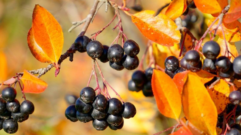 Temnoplodec černoplodý (Aronia melanocarpa)