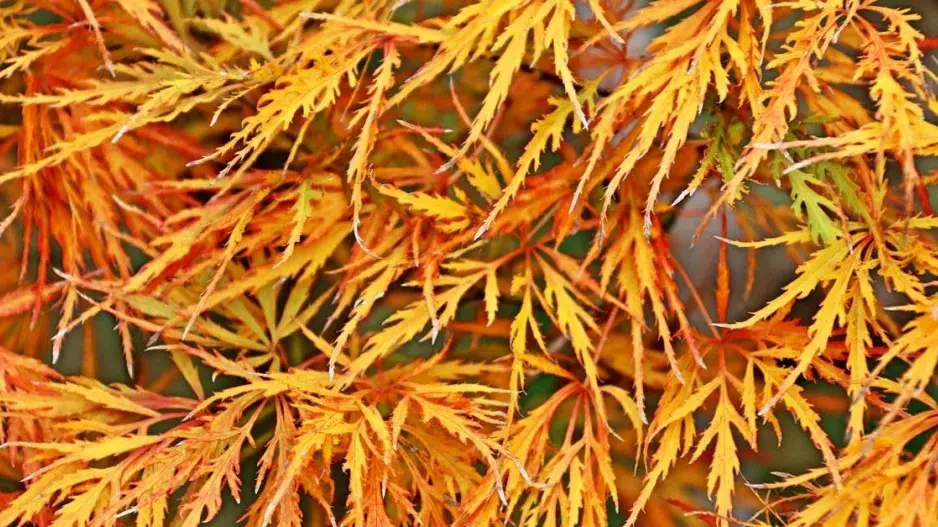 Javor dlanitolistý (Acer palmatum) ’Dissectum Viridis’  Javor dlanitolistý (Acer palmatum) ’Dissectum Viridis’