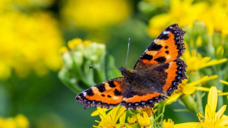 Babočka kopřivová (Aglais urticae)