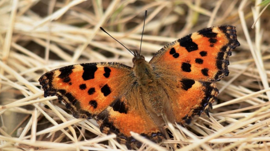 Babočka jilmová (Nymphalis polychloros) 