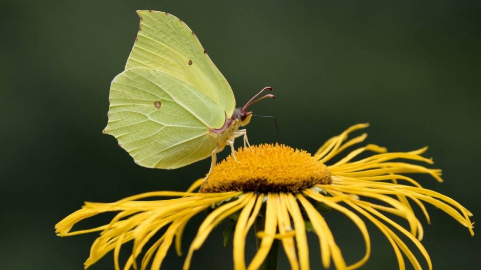 Žluťásek řešetlákový (Gonepteryx rhamni)