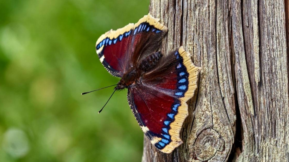 Babočka osiková (Nymphalis antiopa)