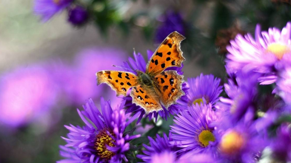 Babočka bílé C (Polygonia c-album)