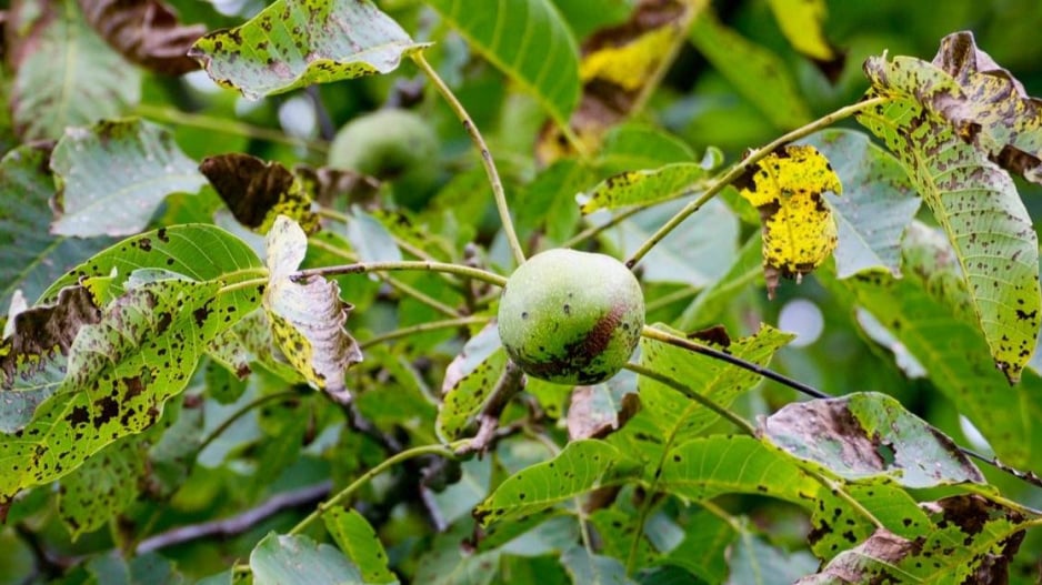 Listy a plod ořešáku napadené antraknózou