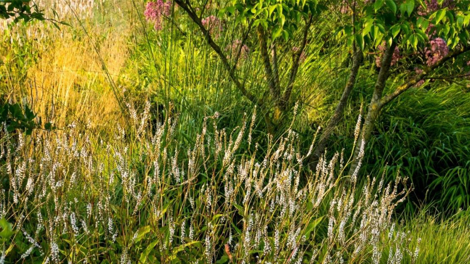 Rdesno objímavé (Persicaria amplexicaulis) 'Alba'