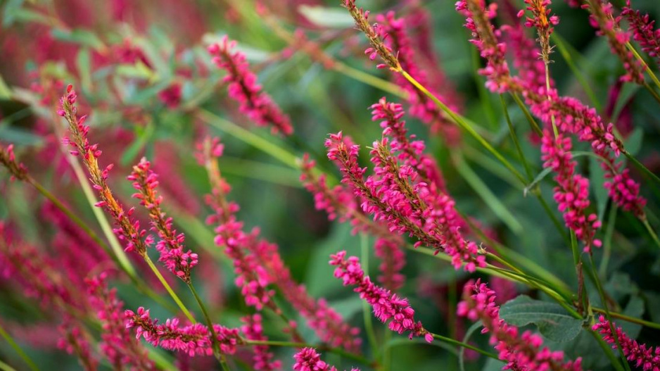 Rdesno objímavé (Persicaria amplexicaulis)