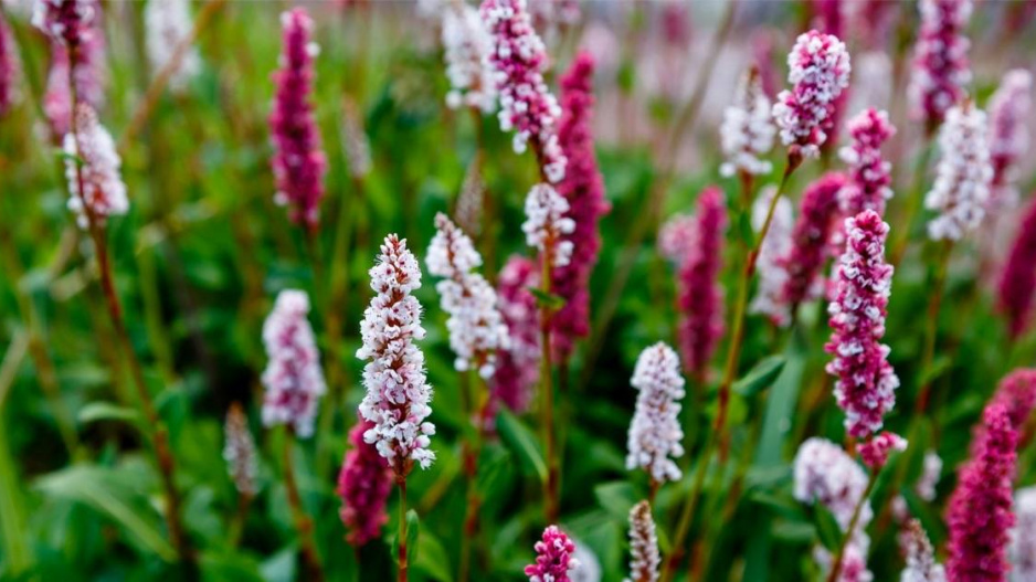 Rdesno příbuzné (Persicaria affinis) 'Superba'